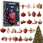 Anatomie Adventskalender 2026 - 24 Hangers van Menselijke Organen