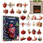 Anatomie Adventskalender 2026 - 24 Hangers van Menselijke Organen