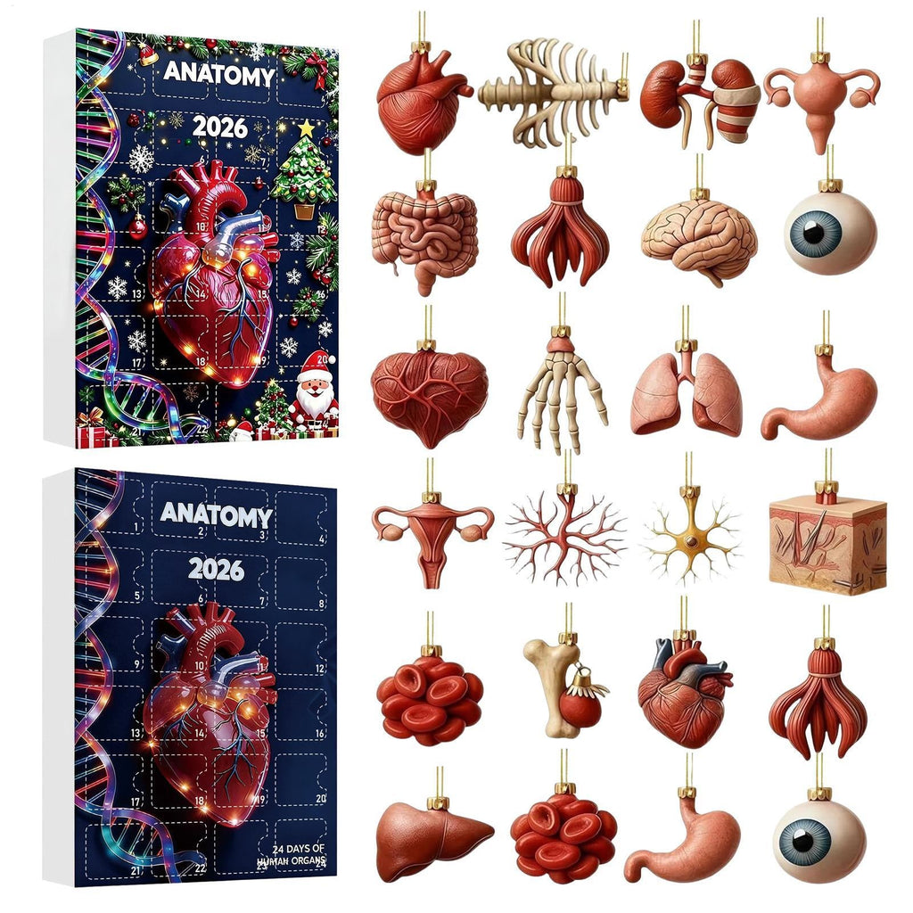 Anatomie Adventskalender 2026 - 24 Hangers van Menselijke Organen