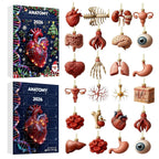 Anatomie Adventskalender 2026 - 24 Hangers van Menselijke Organen